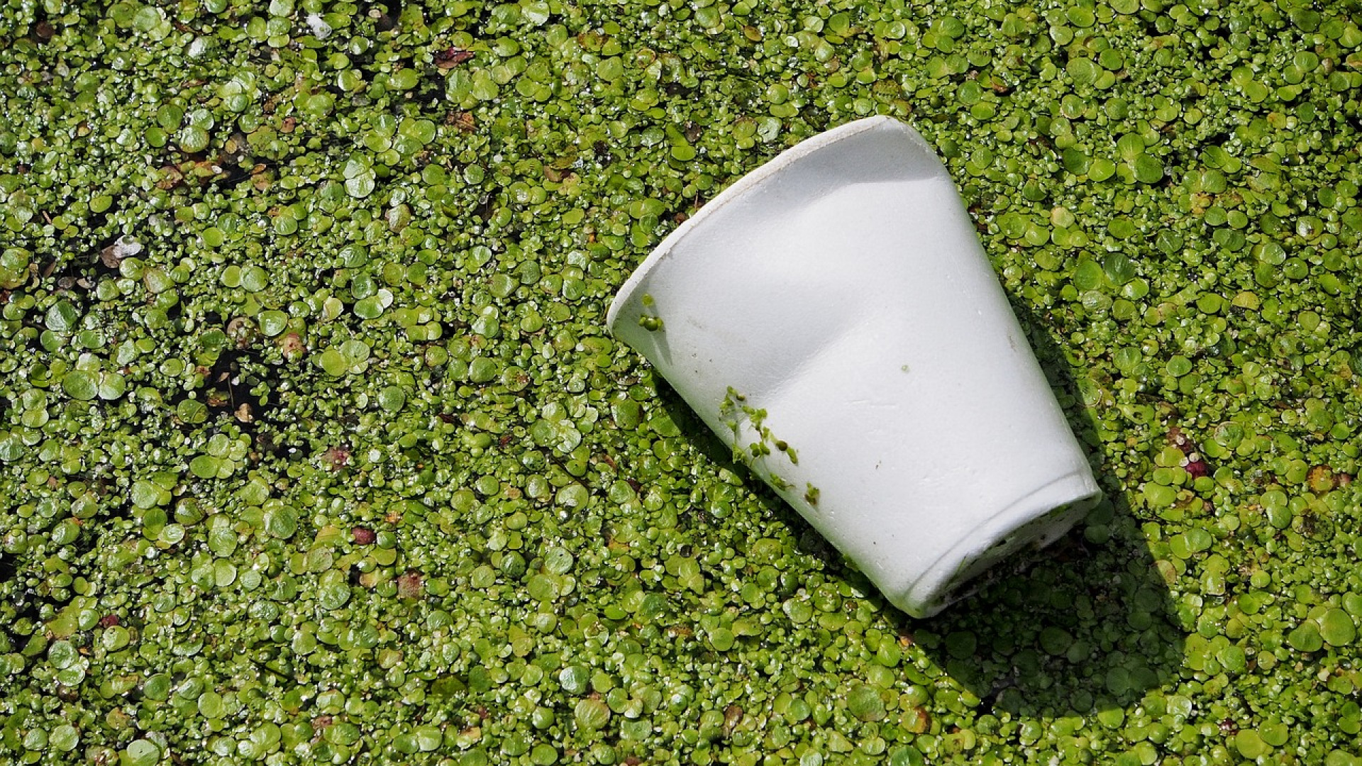 Lire la suite à propos de l’article Biodégradable, compostable ou recyclable : comment s’y retrouver ?
